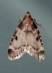 Aglossa costiferalis