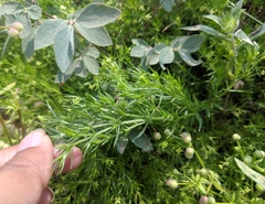 Galium andrewsii