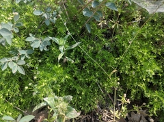 Galium andrewsii