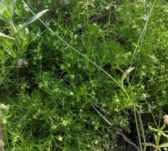 Galium andrewsii