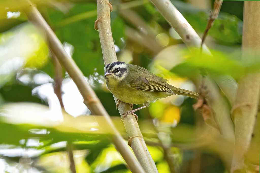 Yungas Warbler photo
