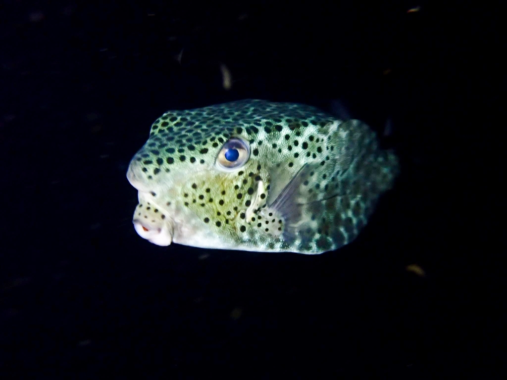 Horn-Nosed Boxfish