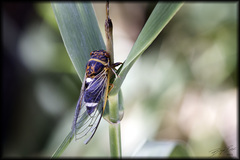 Diceroprocta cinctifera