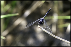 Dythemis nigrescens