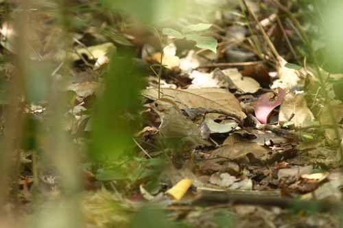 Puff-throated Babbler (Pellorneum ruficeps), photo 3