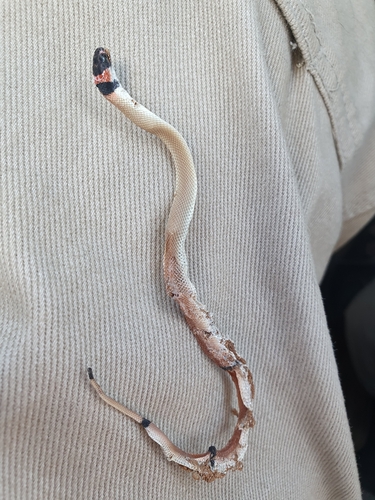 Australian Brown Snakes sighting