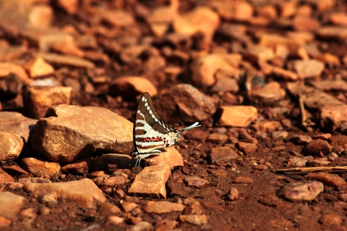 Spot Swordtail