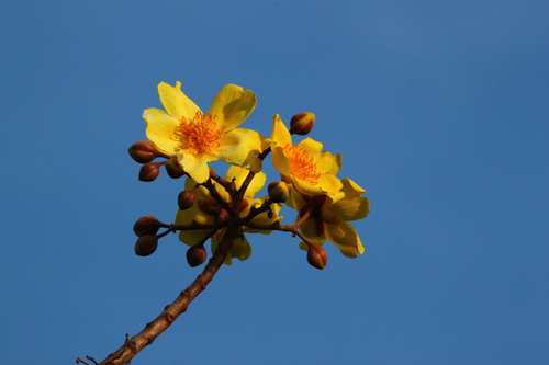 Silk-cotton tree (Cochlospermum religiosum)