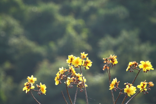 Silk-cotton tree (Cochlospermum religiosum)