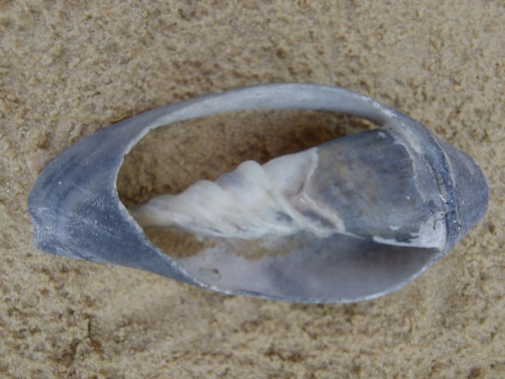 Waved volute