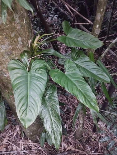 Foto de Pacová roxo