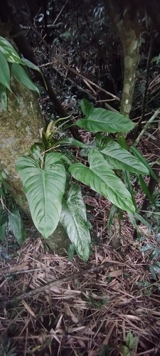 Foto de Pacová roxo