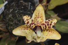 Stanhopea hernandezii