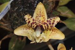 Stanhopea hernandezii