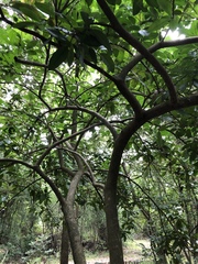 Casimiroa pringlei