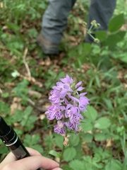 Dactylorhiza saccifera