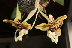 Stanhopea hernandezii