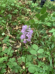 Dactylorhiza saccifera