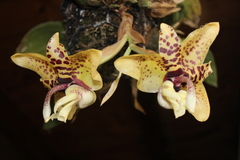 Stanhopea hernandezii