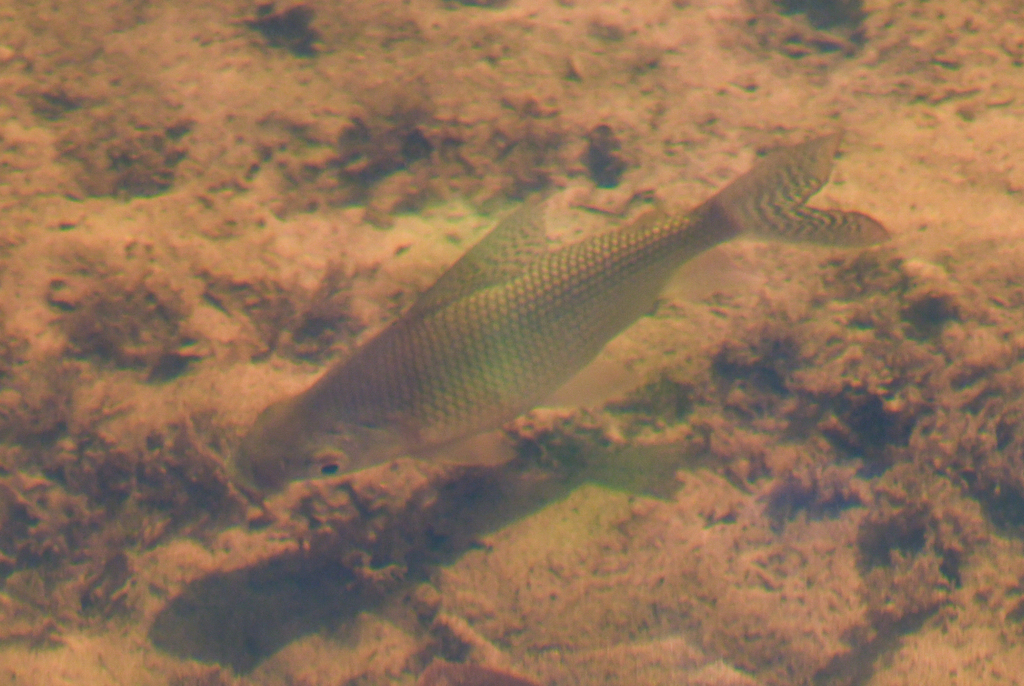 Alumassee
