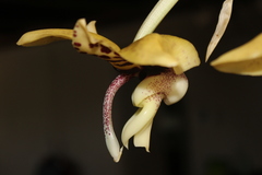 Stanhopea hernandezii