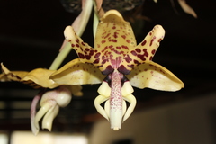 Stanhopea hernandezii