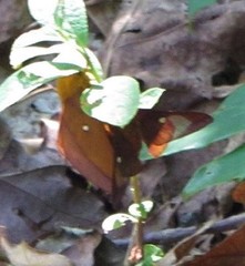 Anisota virginiensis
