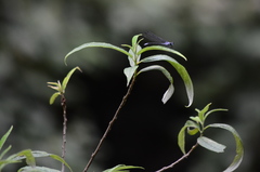 Bayadera brevicauda
