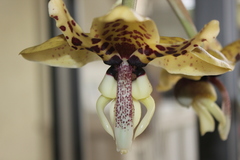 Stanhopea hernandezii