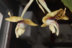 Stanhopea hernandezii