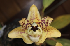 Stanhopea hernandezii