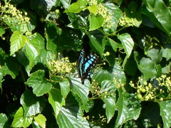 Graphium sarpedon connectens