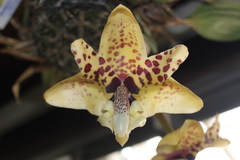 Stanhopea hernandezii