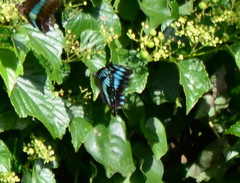 Graphium sarpedon connectens