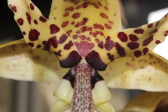 Stanhopea hernandezii