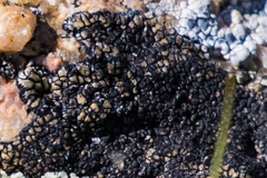 Calvitimela armeniaca