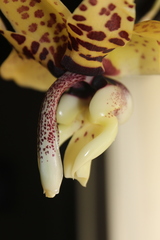 Stanhopea hernandezii