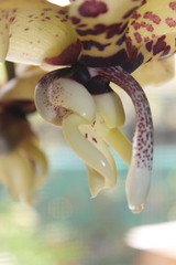 Stanhopea hernandezii
