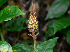 Goodyera rubicunda