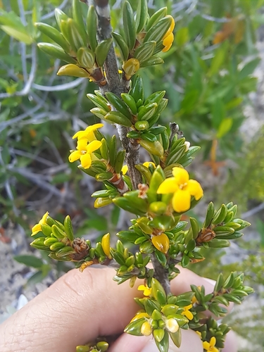 Image of Rachicallis americana by (c) Jalil R., some rights reserved (CC BY-SA)