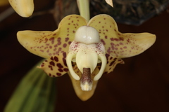 Stanhopea hernandezii
