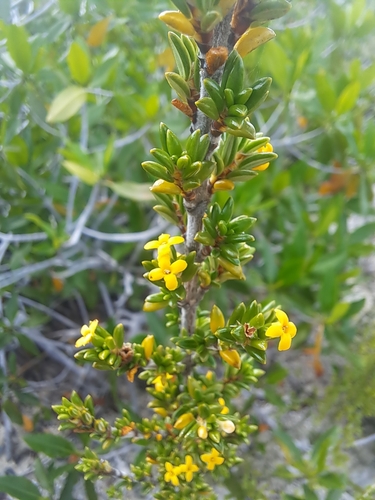 Image of Rachicallis americana by (c) Jalil R., some rights reserved (CC BY-SA)