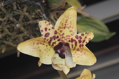 Stanhopea hernandezii