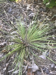 Dichanthelium depauperatum