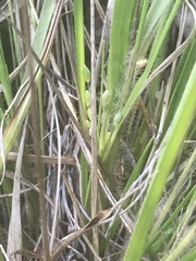 Dichanthelium depauperatum