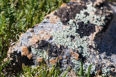 Calvitimela armeniaca