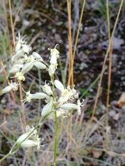 Silene altaica