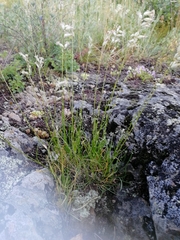 Silene altaica