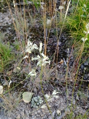 Silene altaica
