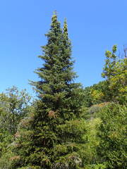 Abies bracteata